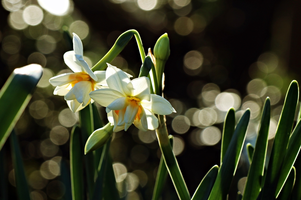 八重咲き水仙.1