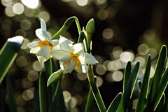 八重咲き水仙.1