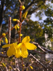 レンギョウの花