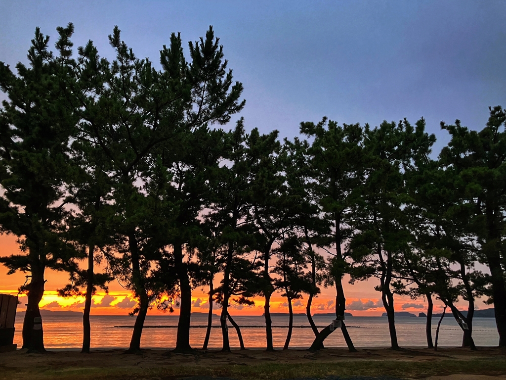 松林越しの夕焼け