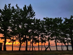 松林越しの夕焼け