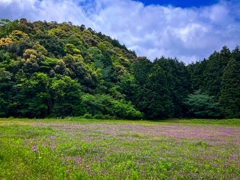 一面レンゲ草！