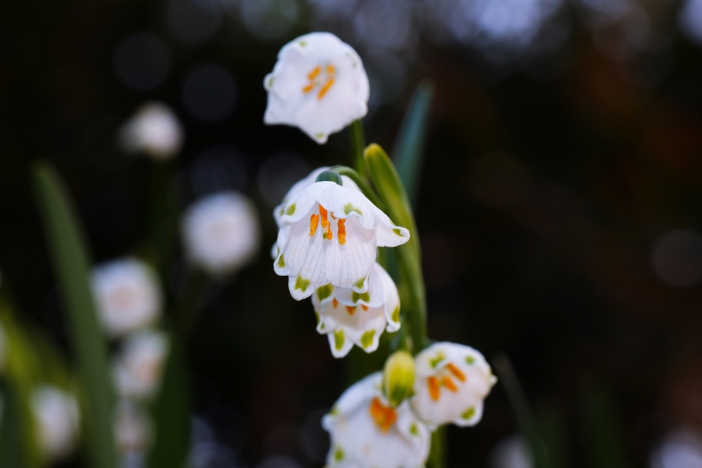 スノーフレーク