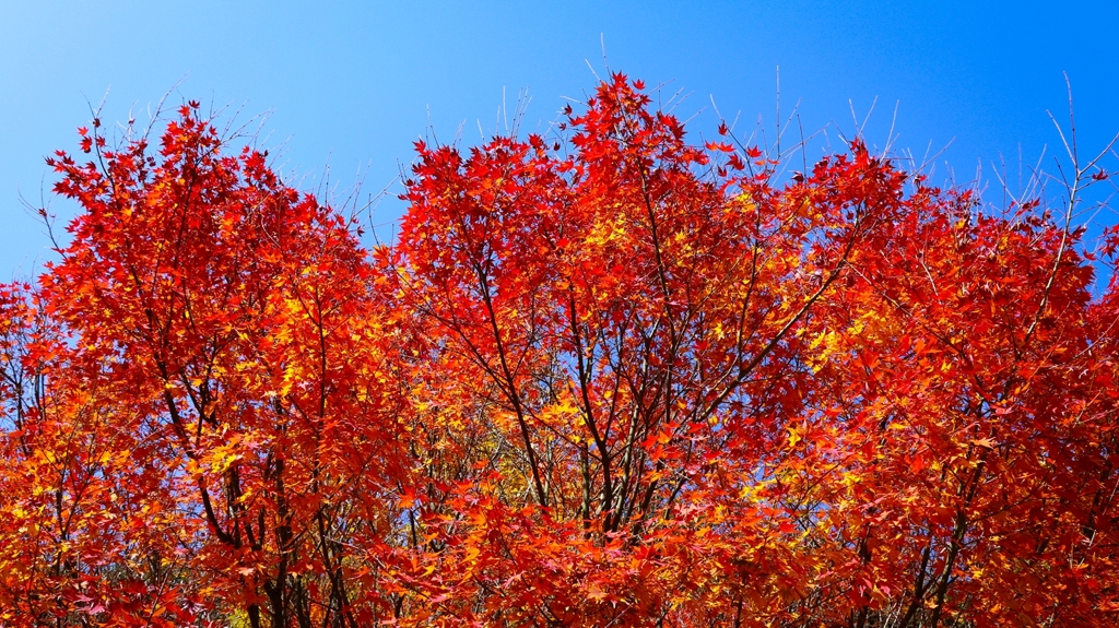 眩い紅葉