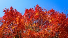 眩い紅葉