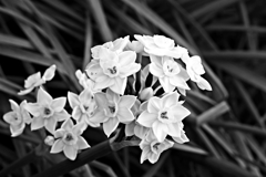 Monochrome.2/2