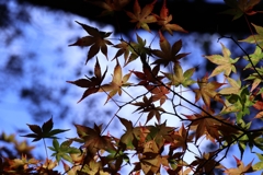 青空とモミジ