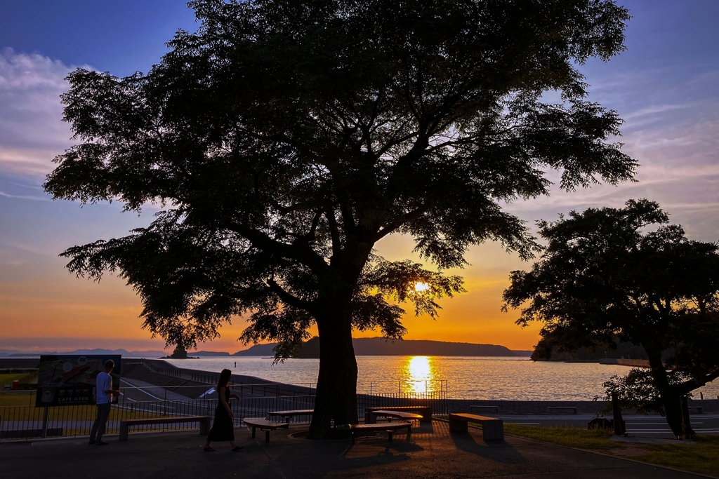 栴檀と夕景