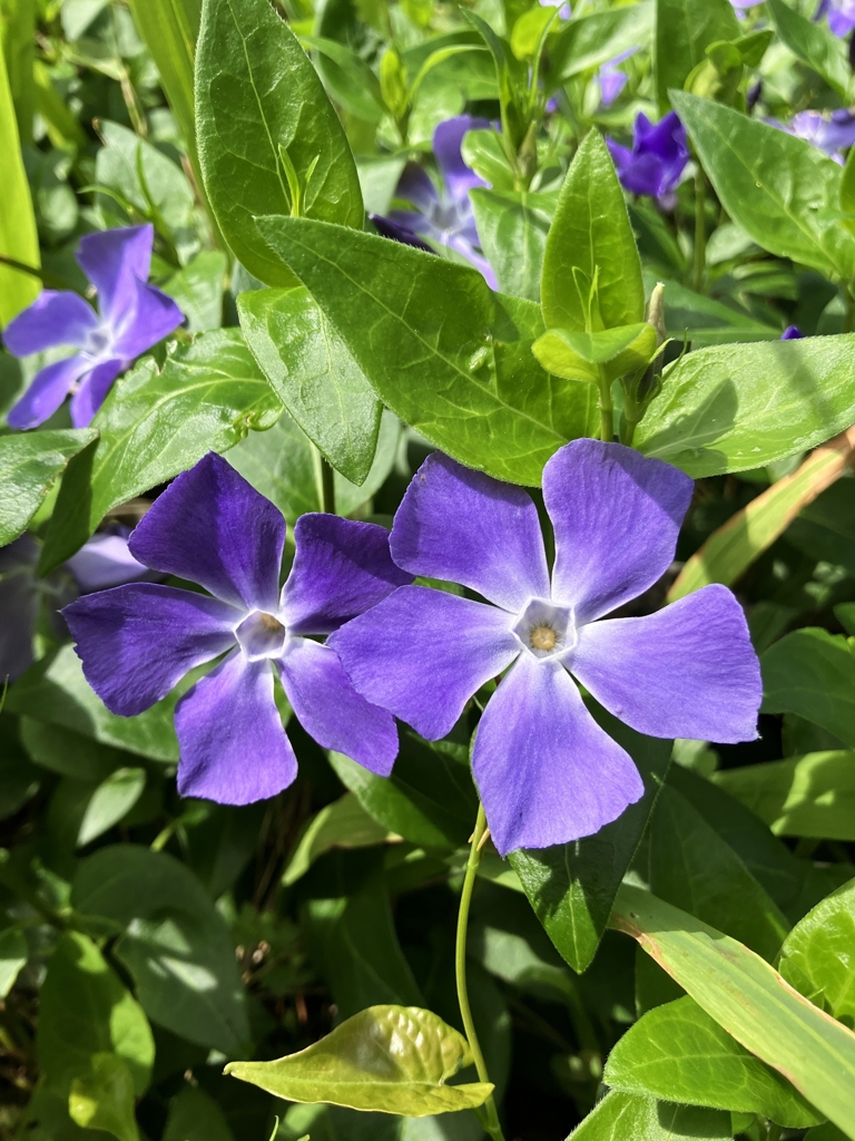 ツルニチニチソウ