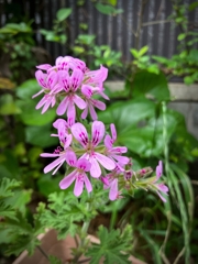 箸休め.3