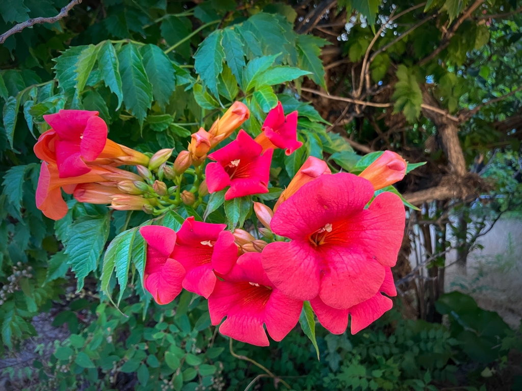 ノウゼンカズラ