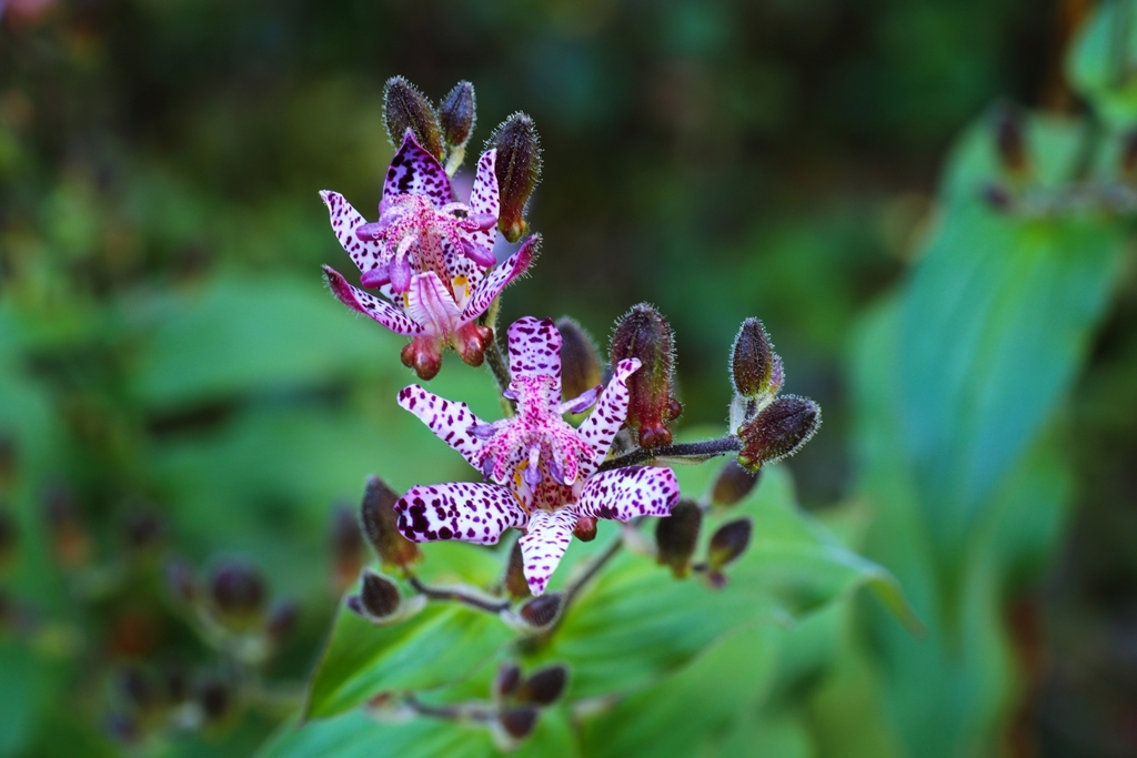 ホトトギス咲いた