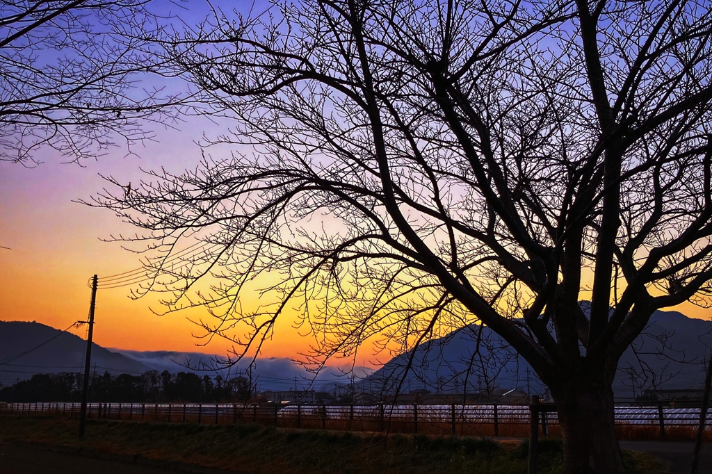 日の出前の桜の裸樹
