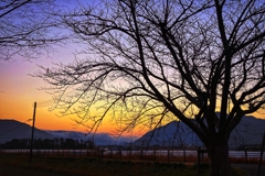 日の出前の桜の裸樹