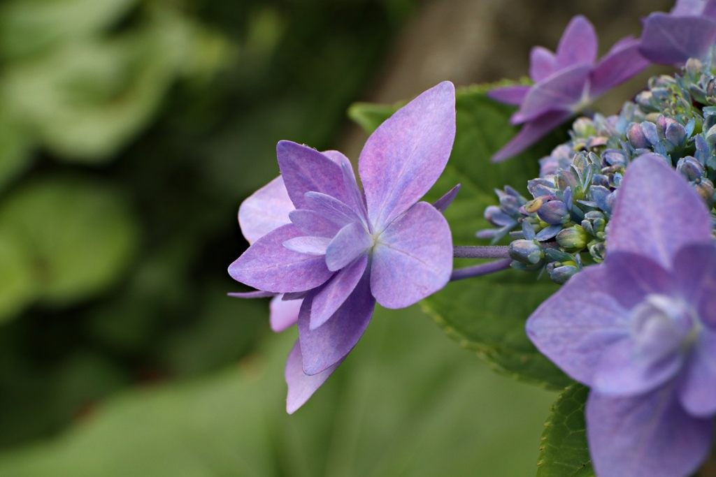 Hydrangea.2