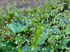 ヒメコバンソウ