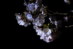 夜桜