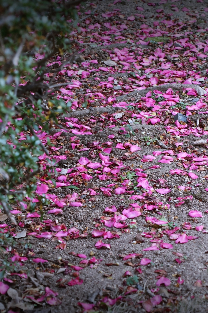 落花（山茶花）