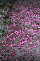 落花（山茶花）