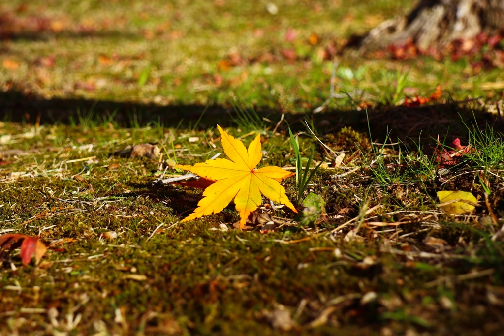 落ち葉