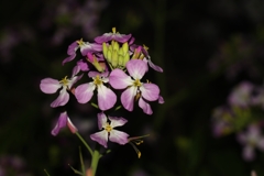 闇に浮かぶムラサキハナナ