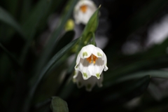 二日連続のスノーフレーク