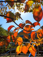 ハナミズキの紅葉