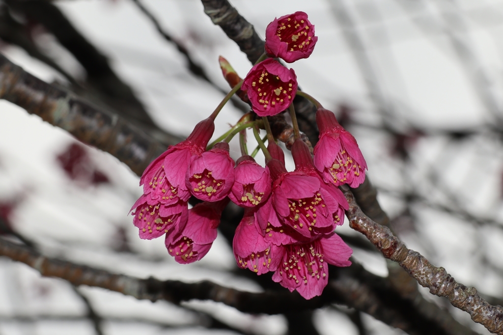 休日の緋寒桜