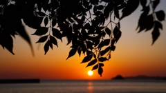 栴檀の枝越しの夕景