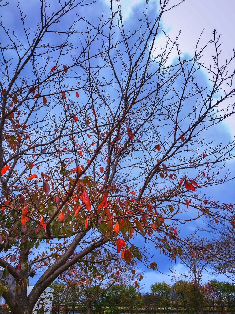 桜の紅葉