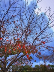 桜の紅葉