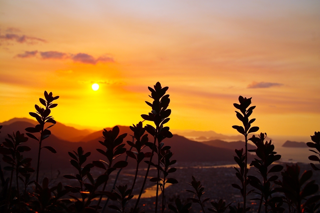 雑草のシルエット