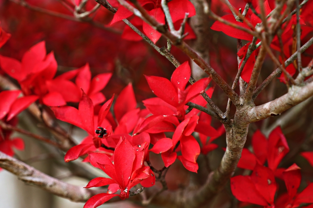 ドウダンツツジ