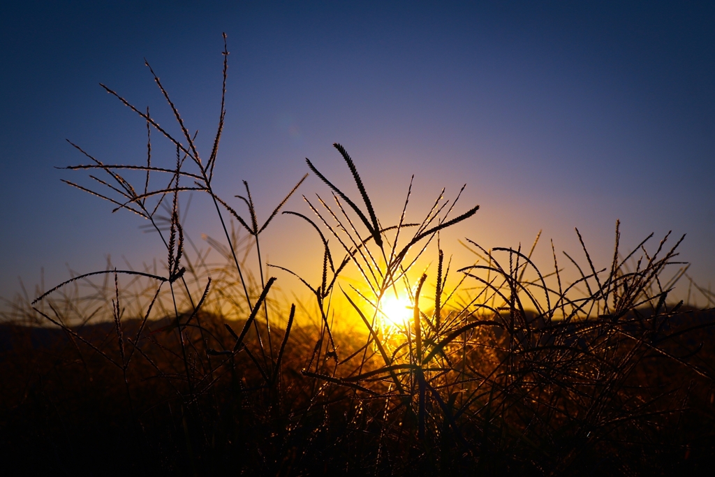 草葉の陰からオハヨウゴザイマス。