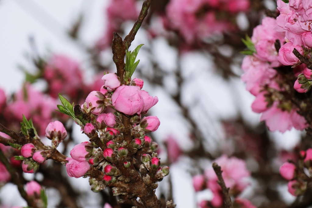 すごい数の花芽