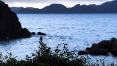 雑草のシルエット