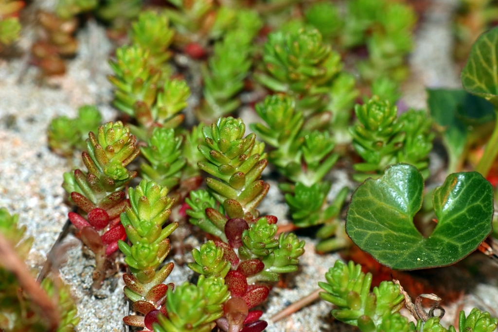 砂浜で見かけた野草
