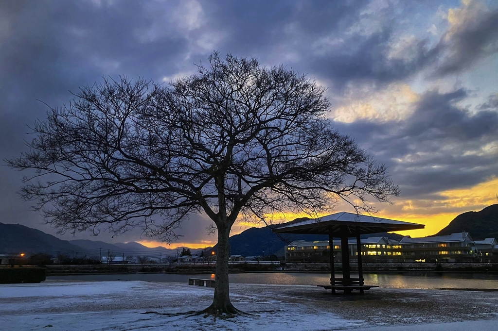 裸樹のある冬景