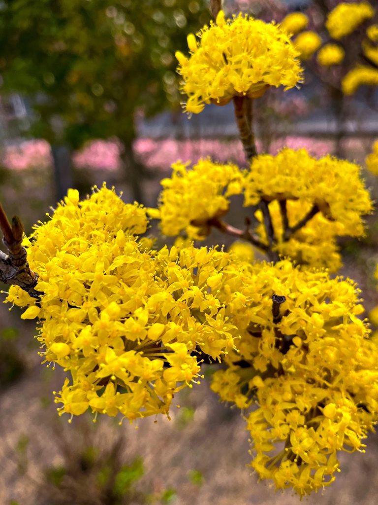 セイヨウサンシュユ