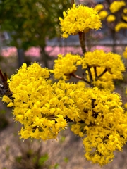 セイヨウサンシュユ