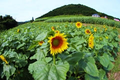 むつみひまわりロード