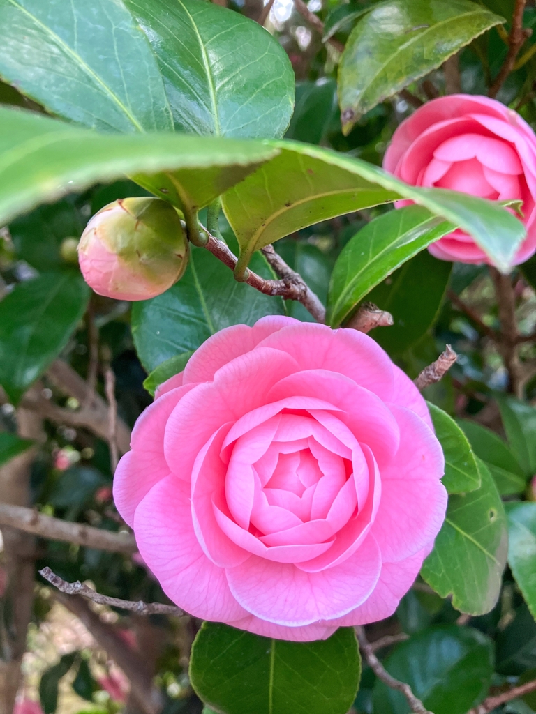 乙女椿もそろそろ終焉の頃