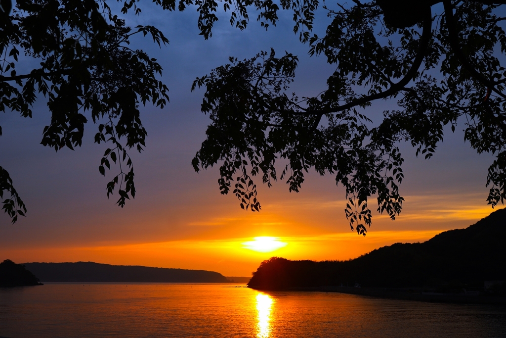 Silhouette of chinaberry