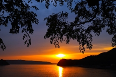 Silhouette of chinaberry