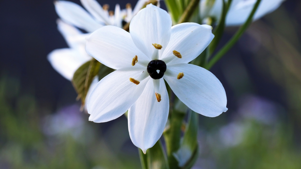 クロホシオオアマナ.2