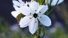 クロホシオオアマナ.2