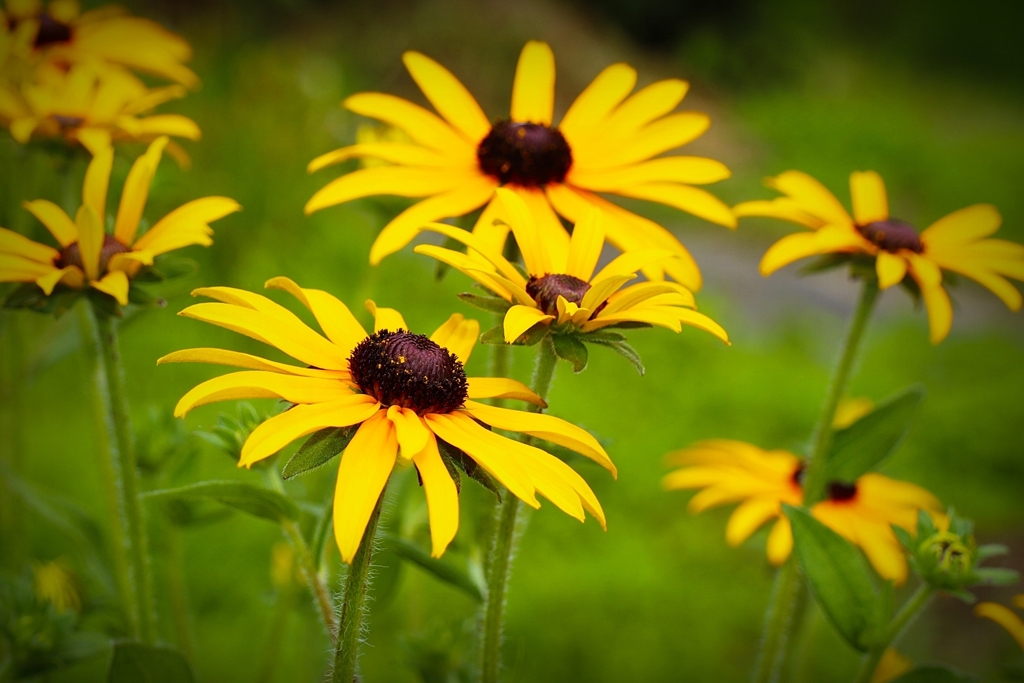 ヒマワリだけじゃない！