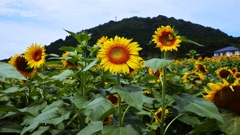 ようこそヒマワリロードへ