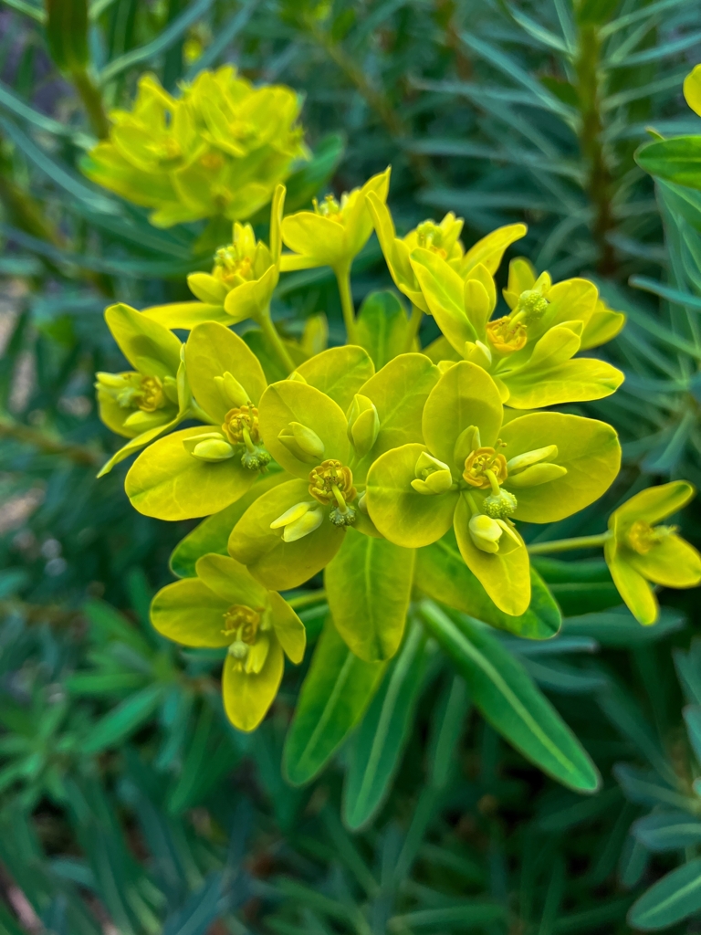 トウダイグサ.1