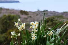日本海を見下ろす